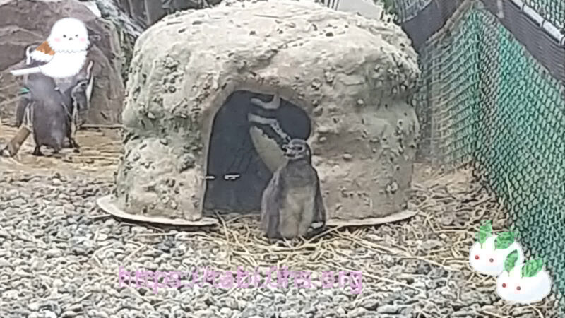 子育て中-マゼランペンギン-上越市立水族館