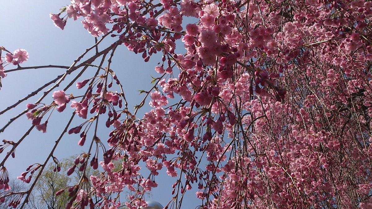 2022年4月25日湯沢中央公園しだれ桜4