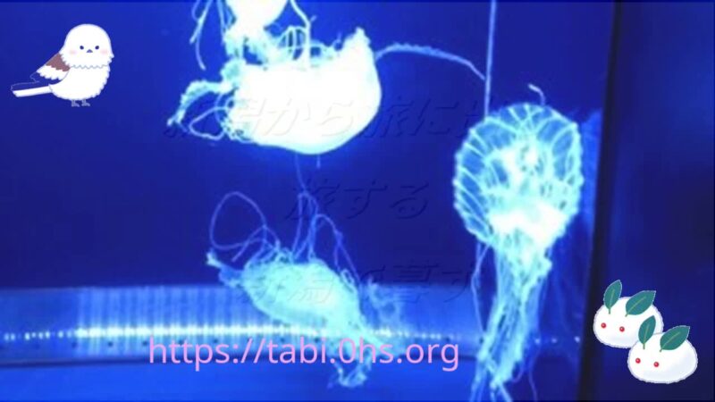 鶴岡市立加茂水族館のクラゲ
