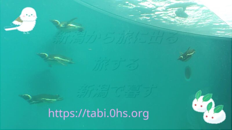 ペンギン飛行隊水中を滑走す-上越市立水族館