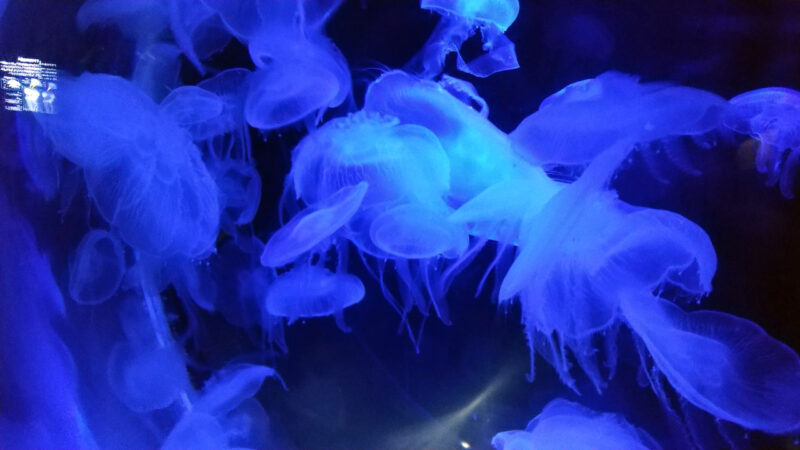 クラゲ-上越市立水族博物館