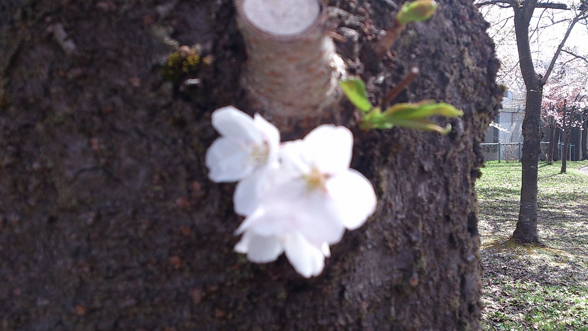 2022年4月25日湯沢中央公園山桜