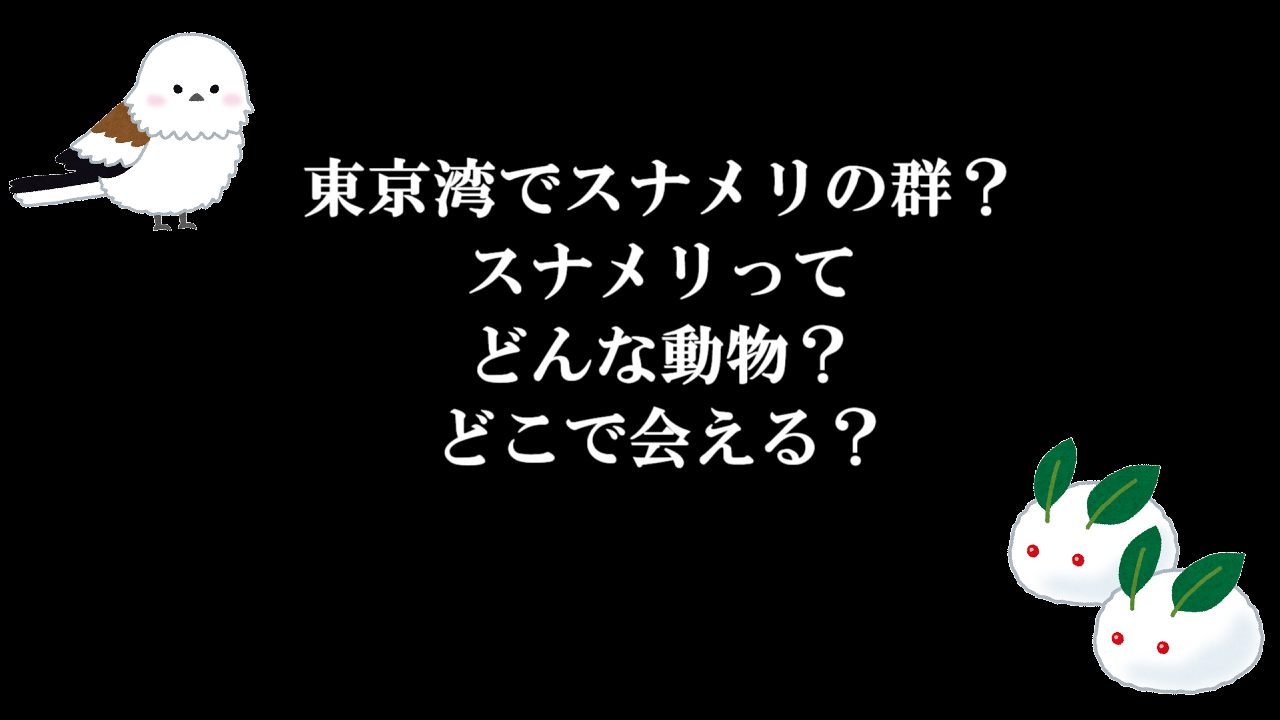 東京湾でスナメリの群？スナメリってどんな動物？どこで会える？