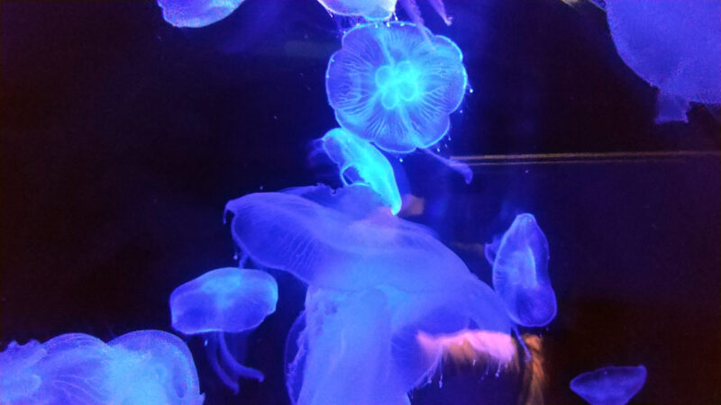 クラゲ-上越市立水族博物館