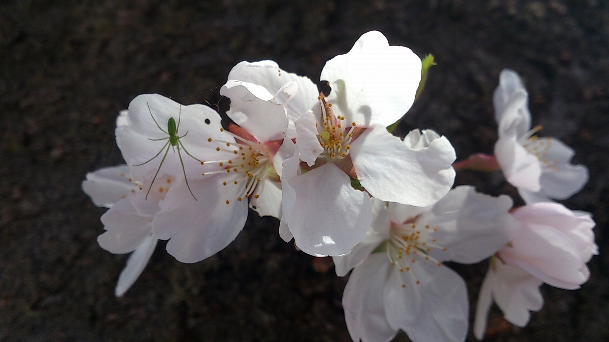 2022年4月25日湯沢中央公園山桜3