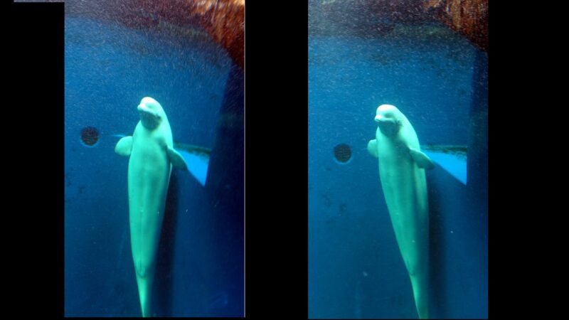 2018上越市立水族館シロイルカ