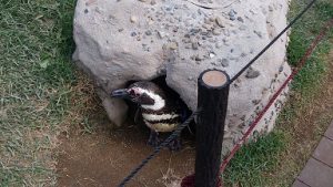 巣から出てこようとするペンギン-上越市立水族館