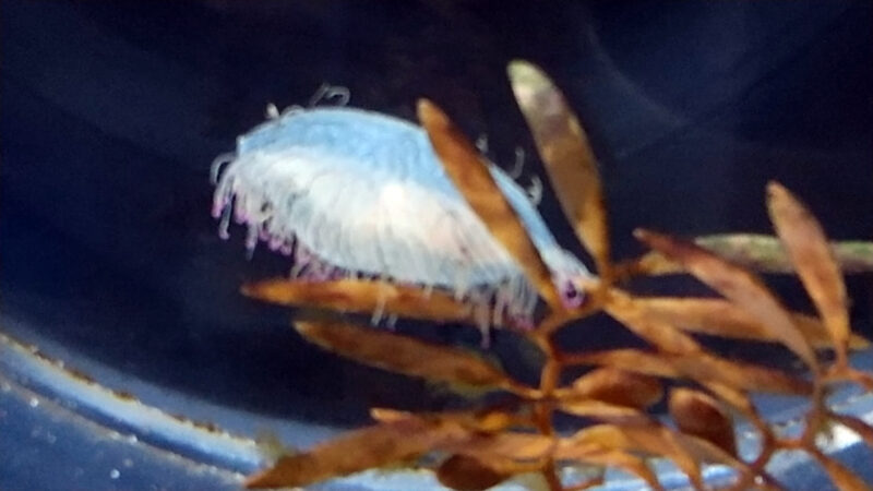 クラゲ-上越市立水族博物館