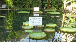 熱帯性の蓮11-熱川バナナワニ園