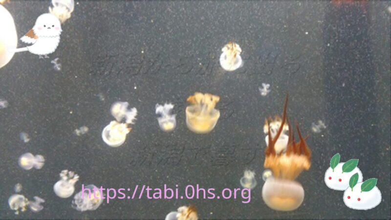 鶴岡市立加茂水族館のクラゲ