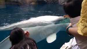 シロイルカ-3階から見るとこんな感じ-上越市立水族博物館.