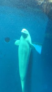 シロイルカ-2階の水槽（なぜこんな格好なのか不明）-上越市立水族博物館