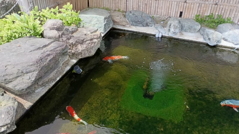 小千谷市役所の鯉