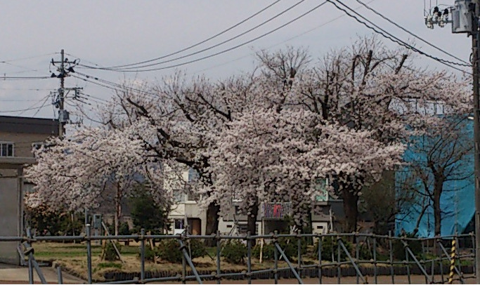 2022年4月13日ご近所の桜・現在満開