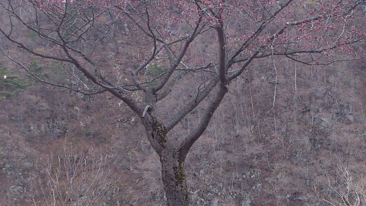 2022年4月18日湯沢中央公園桜1