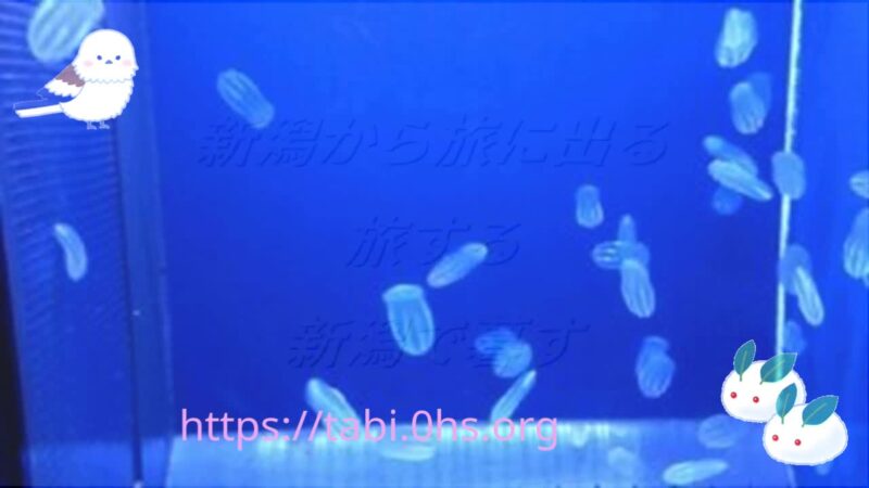 鶴岡市立加茂水族館のクラゲ
