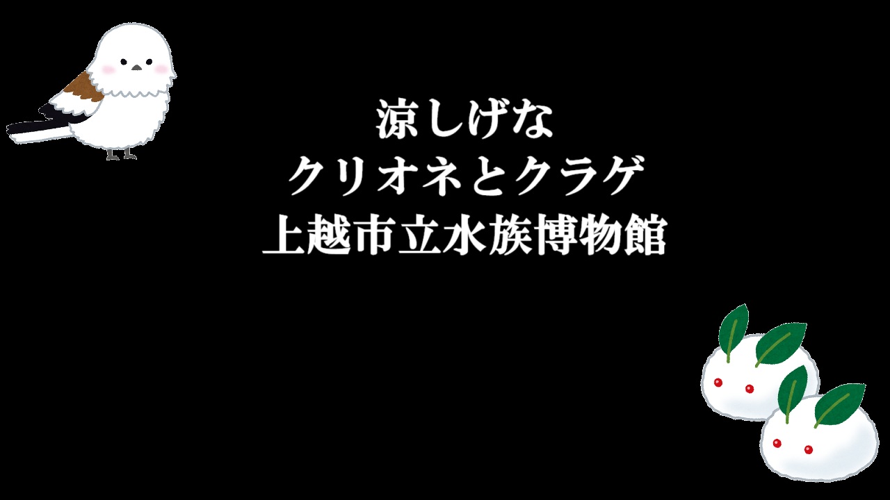 涼しげなクリオネとクラゲ-上越市立水族博物館