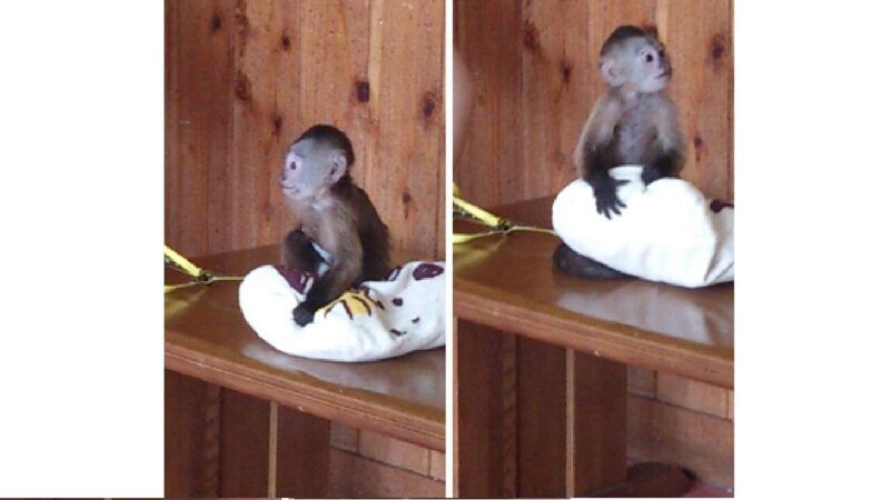 2018年6月には赤ちゃんサルと触れ合うことができた-那須ワールドモンキーパーク