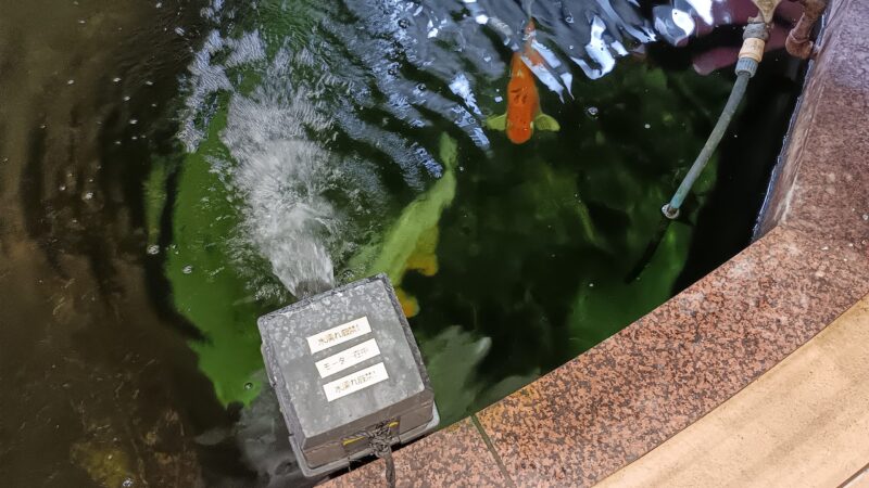 小千谷郵便局建物の中の池で飼われている鯉