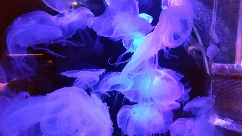 クラゲ-上越市立水族博物館