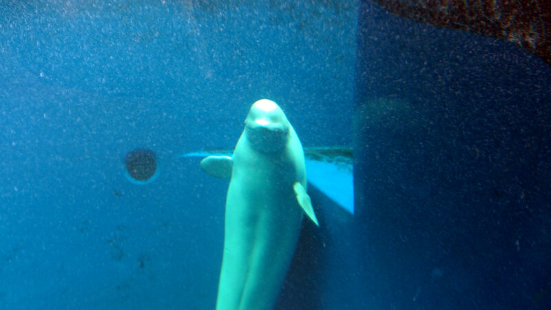 2018上越市立水族館シロイルカ