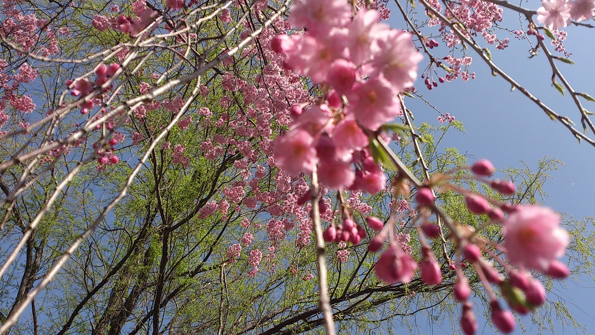 2022年4月25日湯沢中央公園しだれ桜3