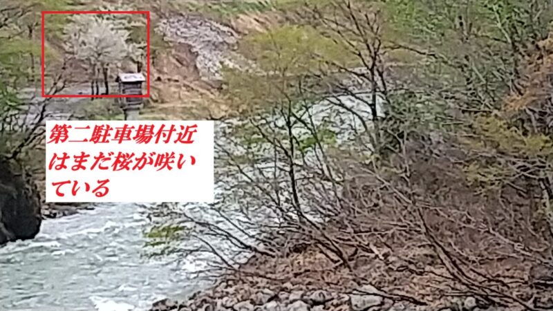 第二駐車場付近はまだ桜が咲いている-20250507清津峡