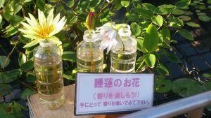 熱帯性の蓮10-熱川バナナワニ園