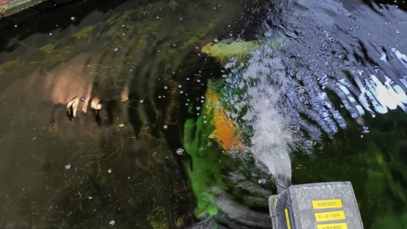 小千谷郵便局建物の中の池でで飼われている鯉1